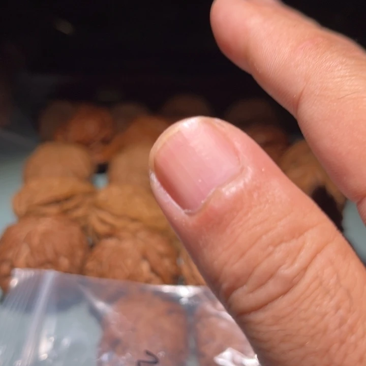 桃核吊坠38磨盘quanpin