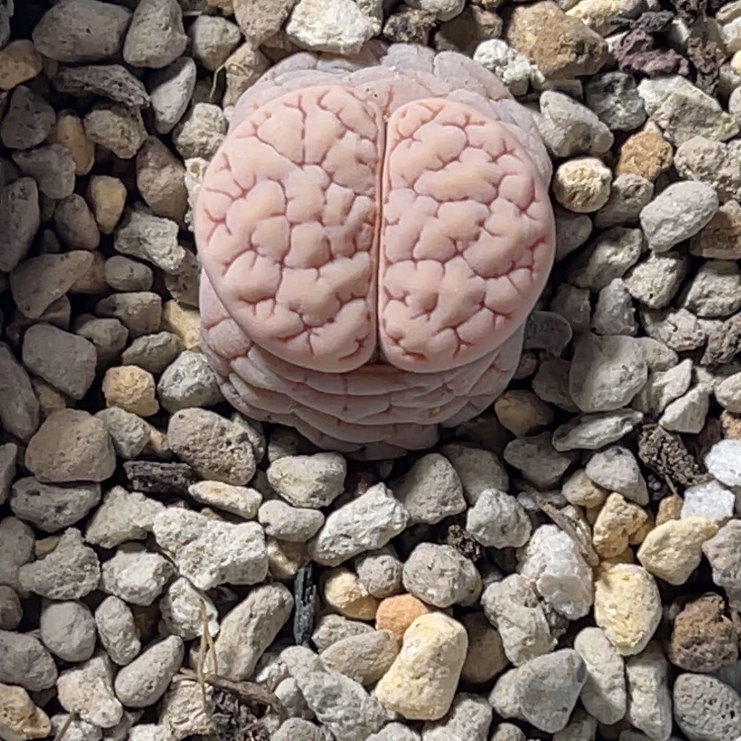 7914球体粉色凹凸脑纹189蛙哥