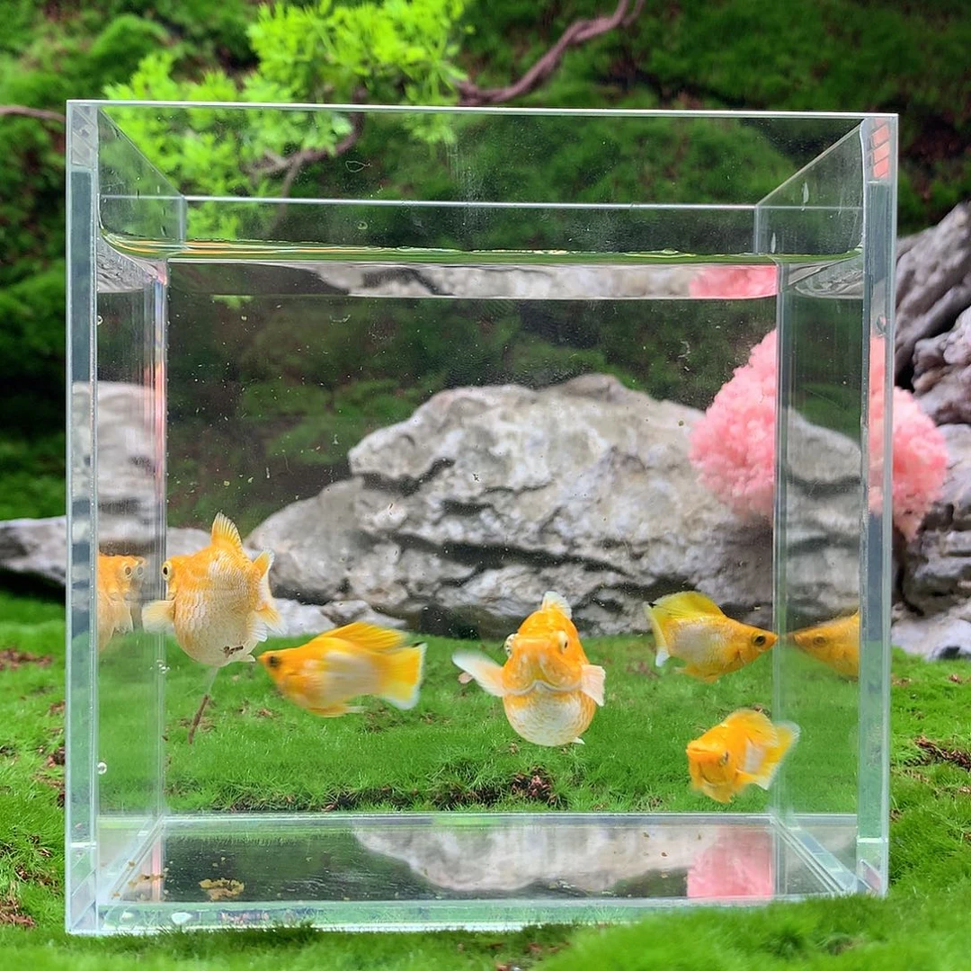 黑玛丽鱼3公2母黄金