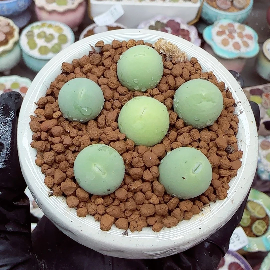 生石花满18包邮1021-114