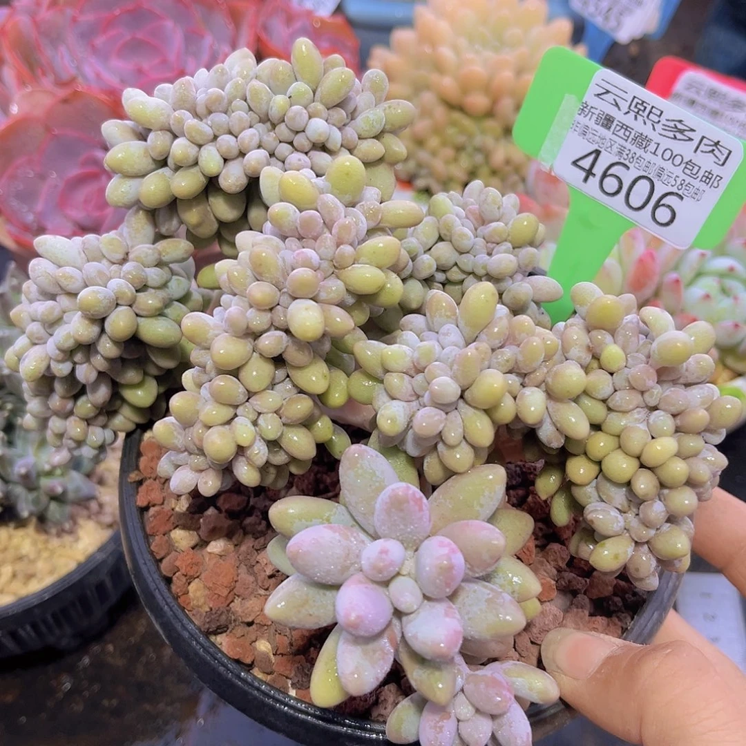 4606汤圆缀多肉植物