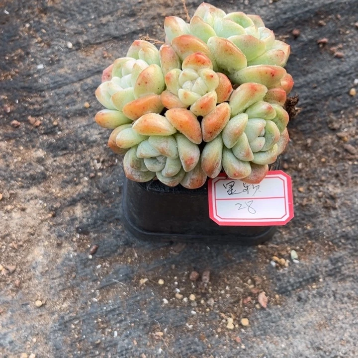 星***颖冰玉多肉十方盆5头群