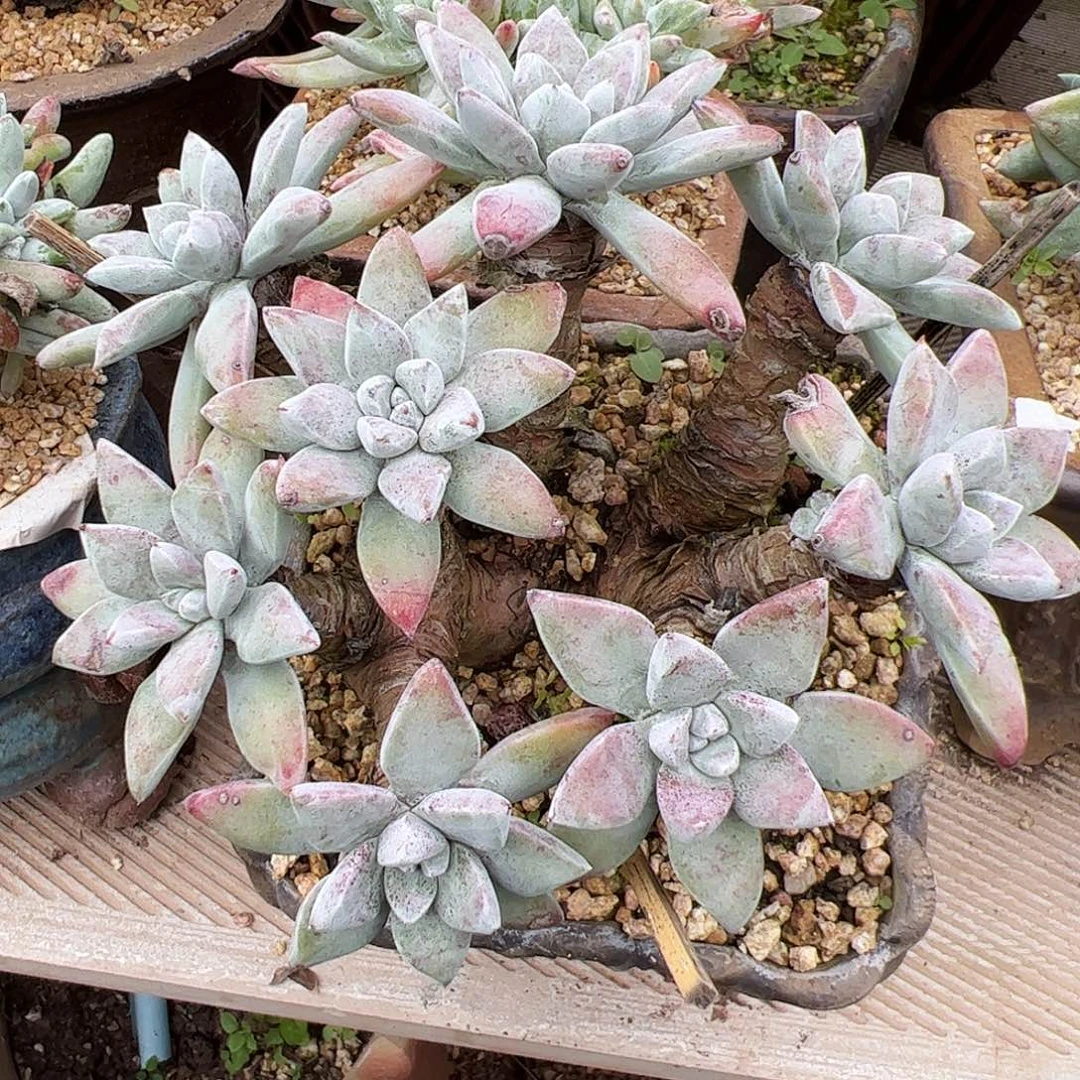 3611苹果叶杂交仙女杯