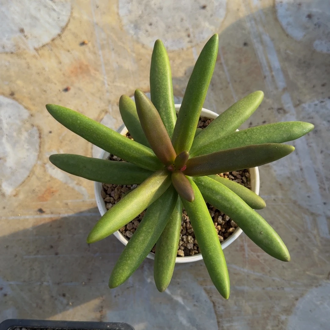 椰子树 单头  一物一拍