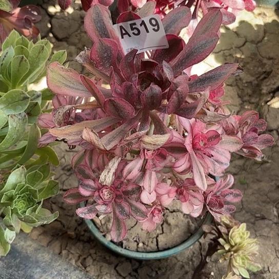 初恋法师手捧树8-5