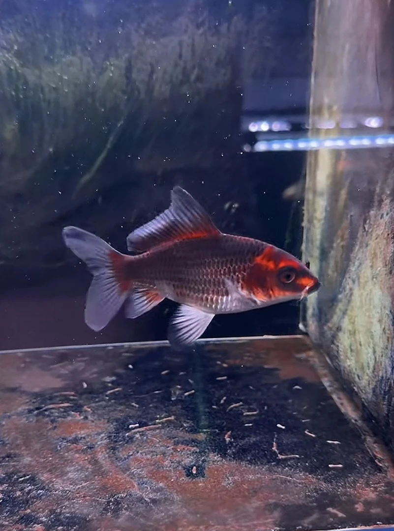 重金属熊猫贵妃蝴蝶鲤观赏鱼好养耐活