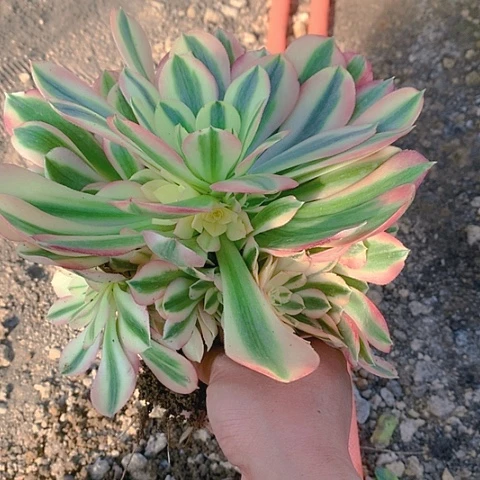 671粉女巫多肉植物