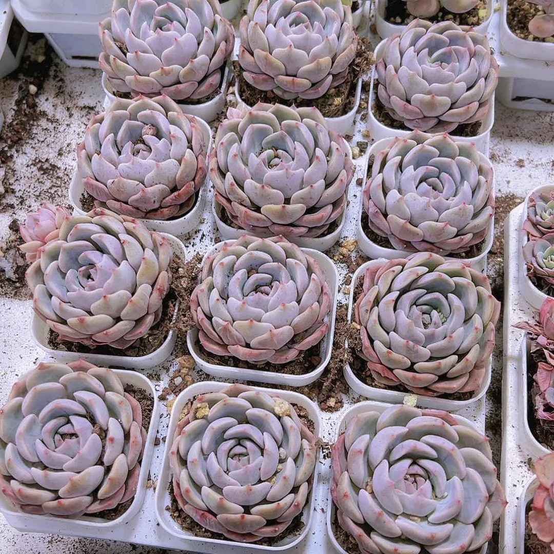 大包子夜莺19包邮