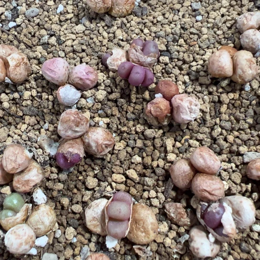 量拍园艺紫葡萄一群