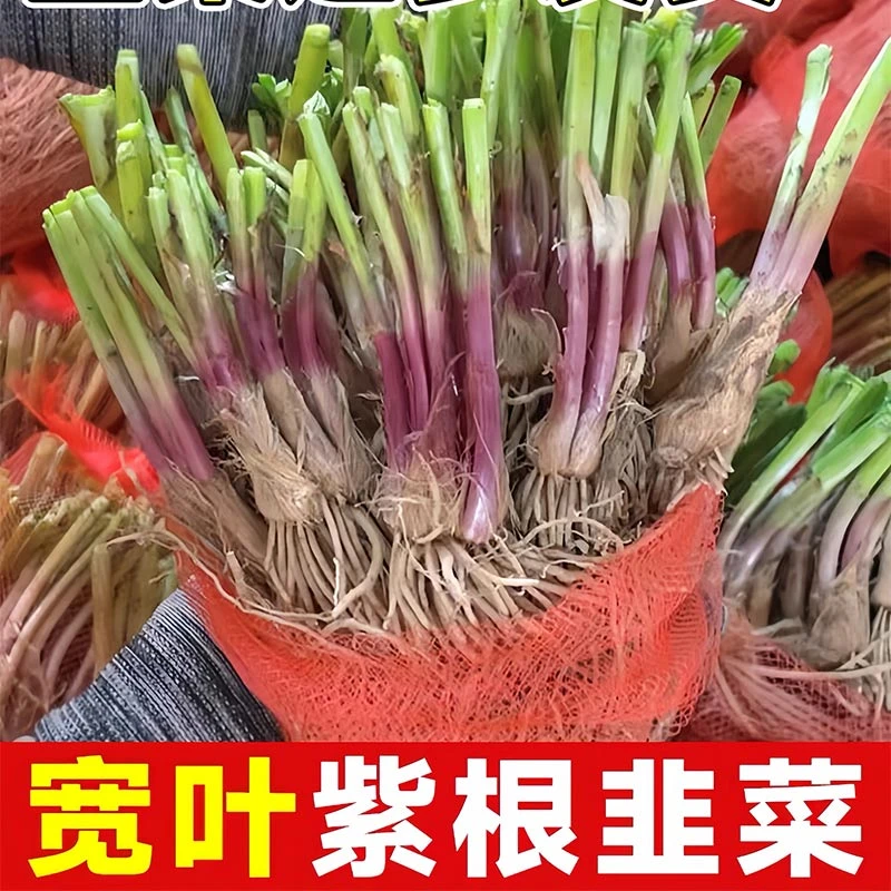 紫韭菜根苗现挖宽叶紫根韭菜种子苗紫红根四季阳台盆栽种菜籽蔬