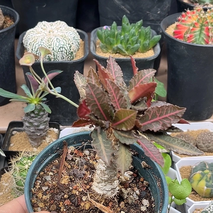 无花朵彩叶麒麟块根植物