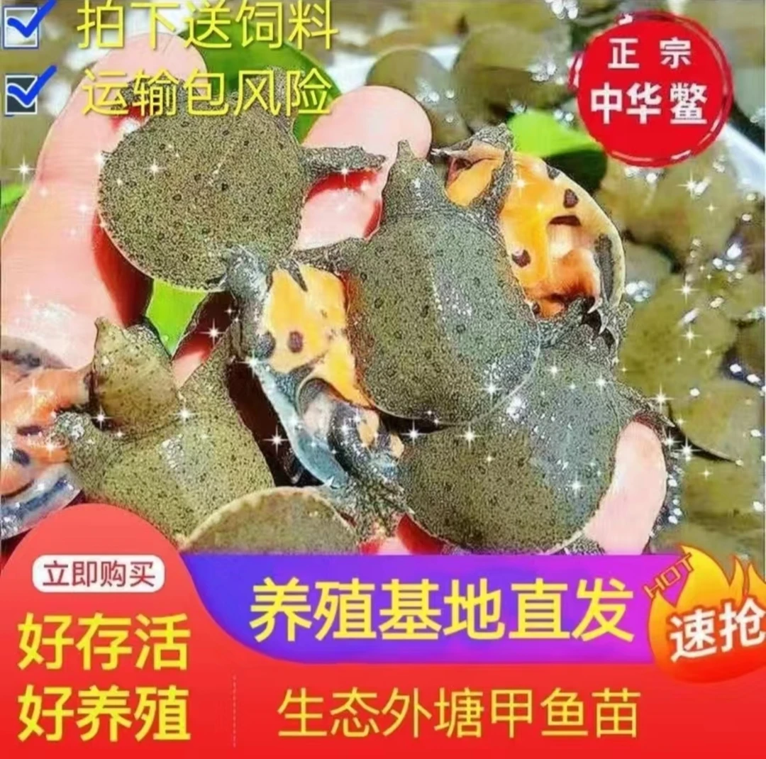 【2025新出生甲鱼苗】2-4克江西南丰外塘冷水甲鱼苗团鱼