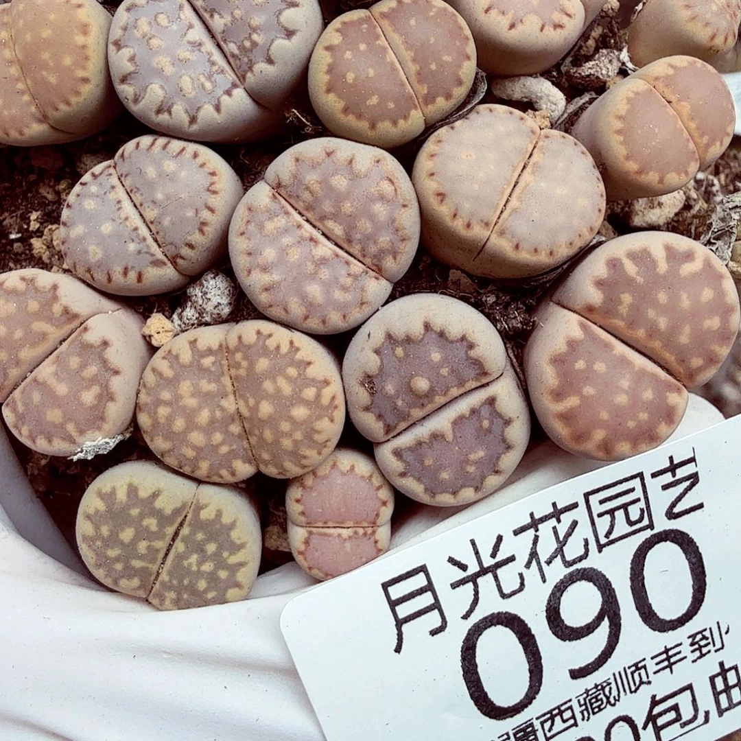 我不晓得咋搞诶噢090