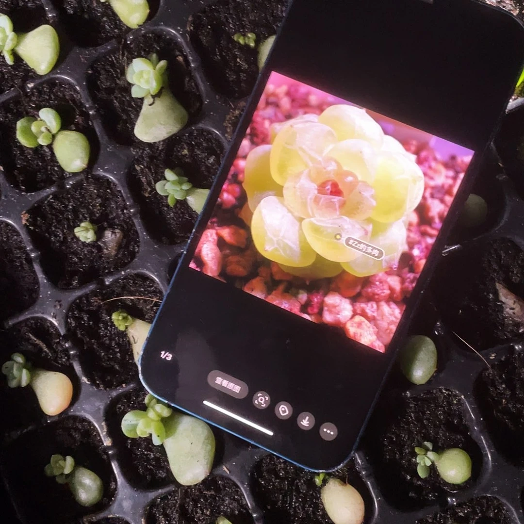 若梦中苗穴满25包邮