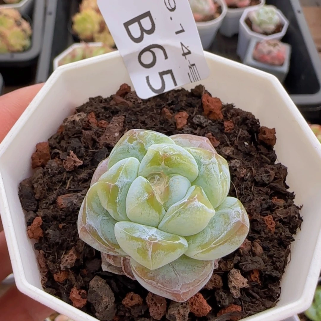 翡翠冰玉一颗脱土