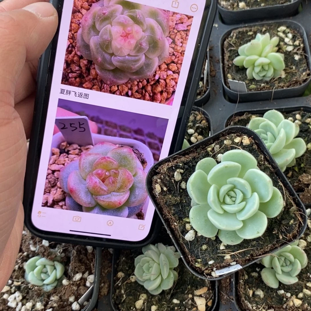 上盆甜心255苗一个