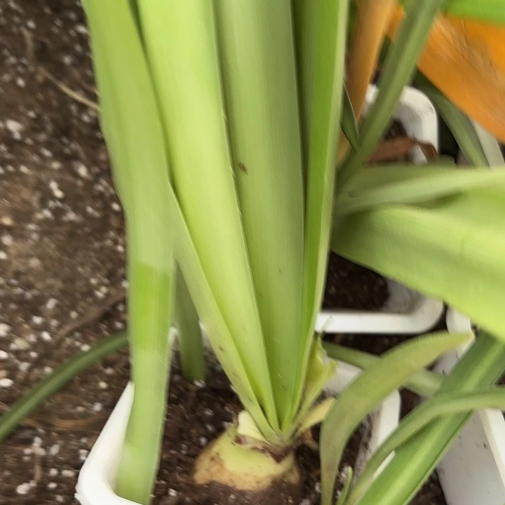 无花朵白鬼一号原盆原土