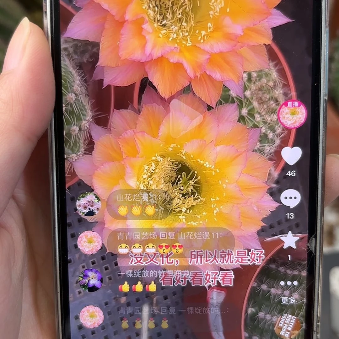 彩草柠檬6公分左右侧牙微瑕