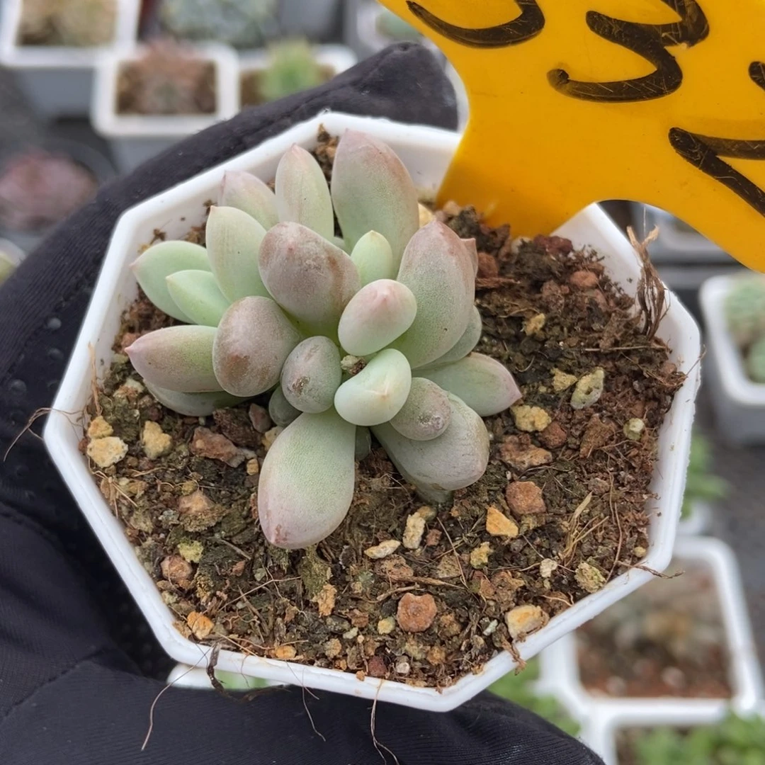 532哥特多肉植物保护