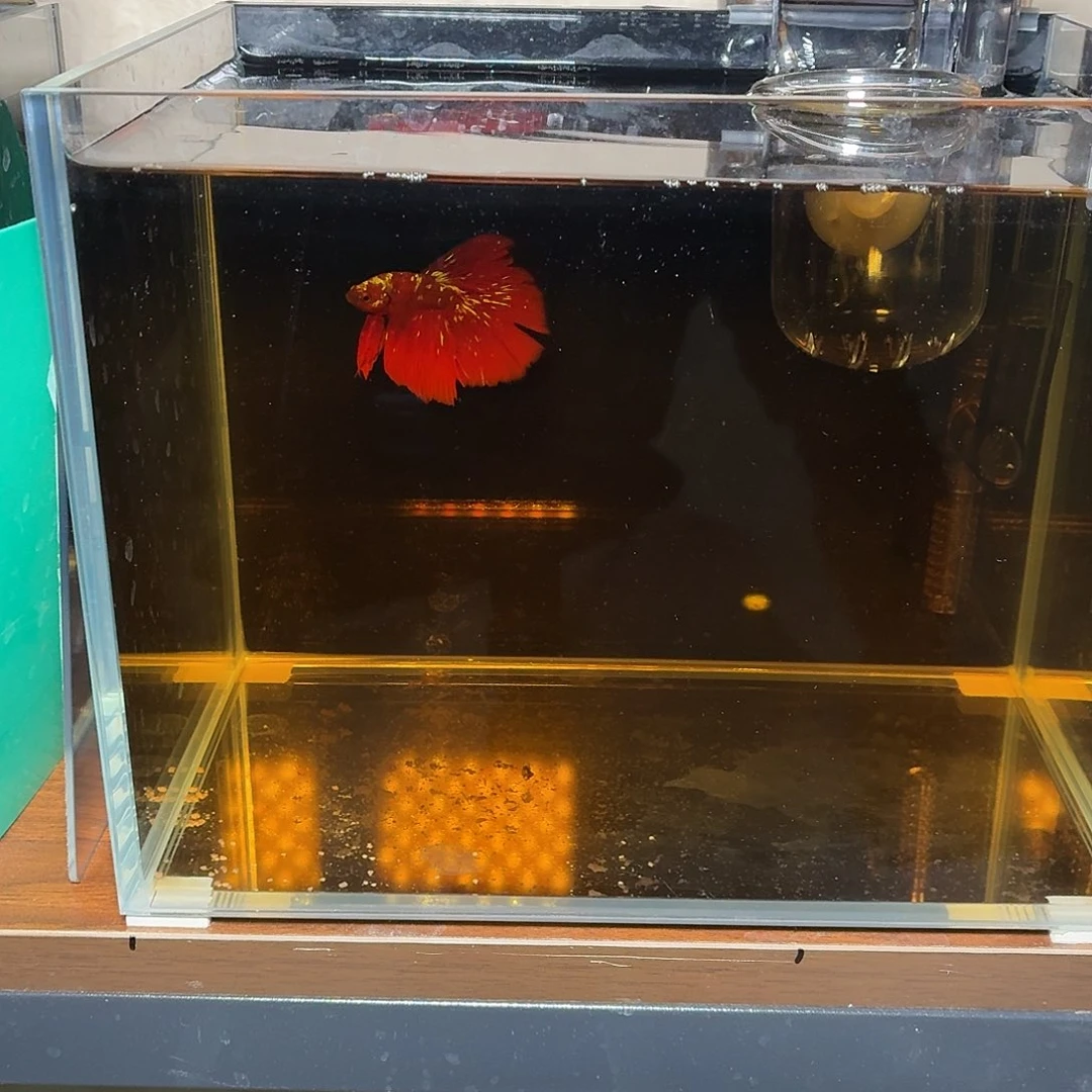 斗鱼彩金半月公鱼