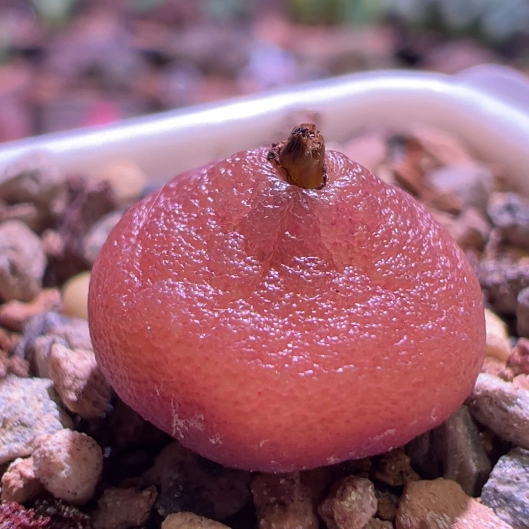 1509，哈默灯泡，肉锥植物