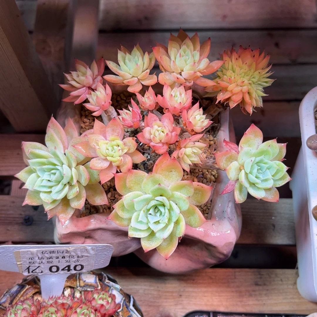 三色堇缀多肉植物yinjinmm