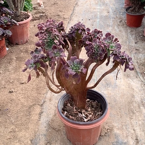 玫瑰缀多肉植物法师26号