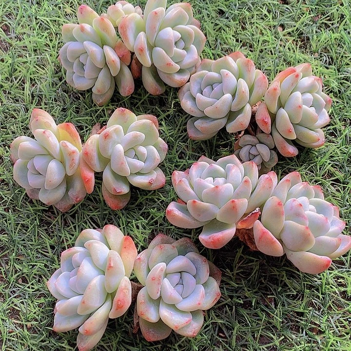 一物一拍，福利粗腿双头5颗冰玉