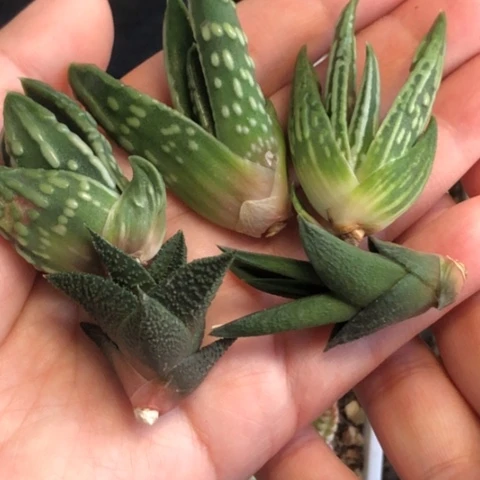 达摩泪珠恐龙木立龙鳞大型尼古拉天使5颗一起