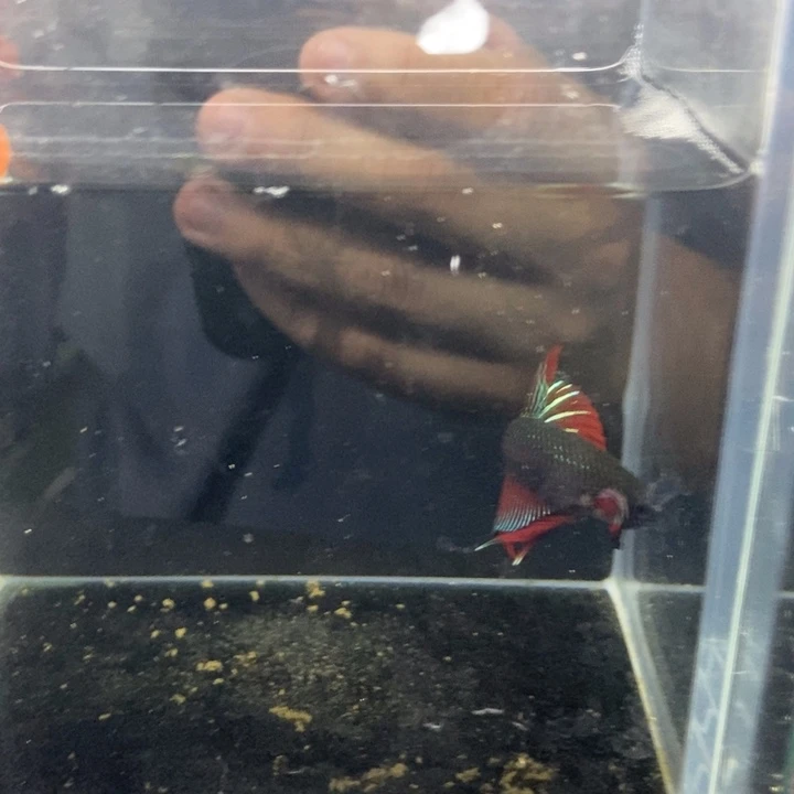 斗鱼包活不包损所见即所得285