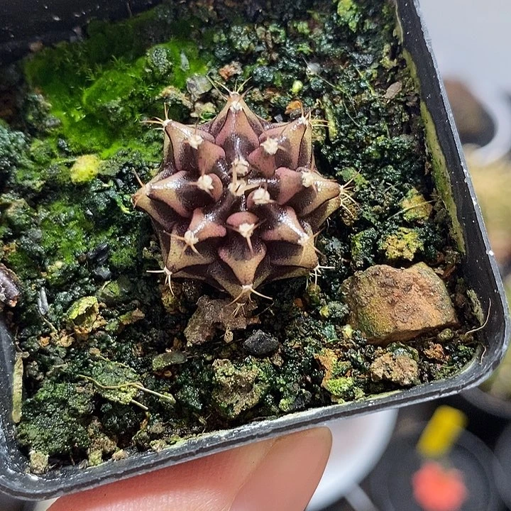 泰系米哈——元旦福利16