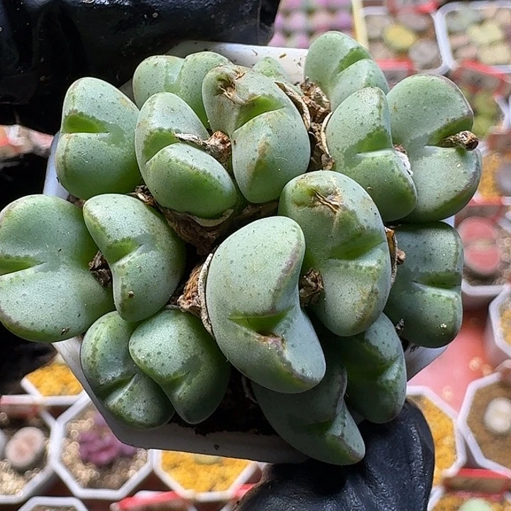 生石花11112。  干疤。  183