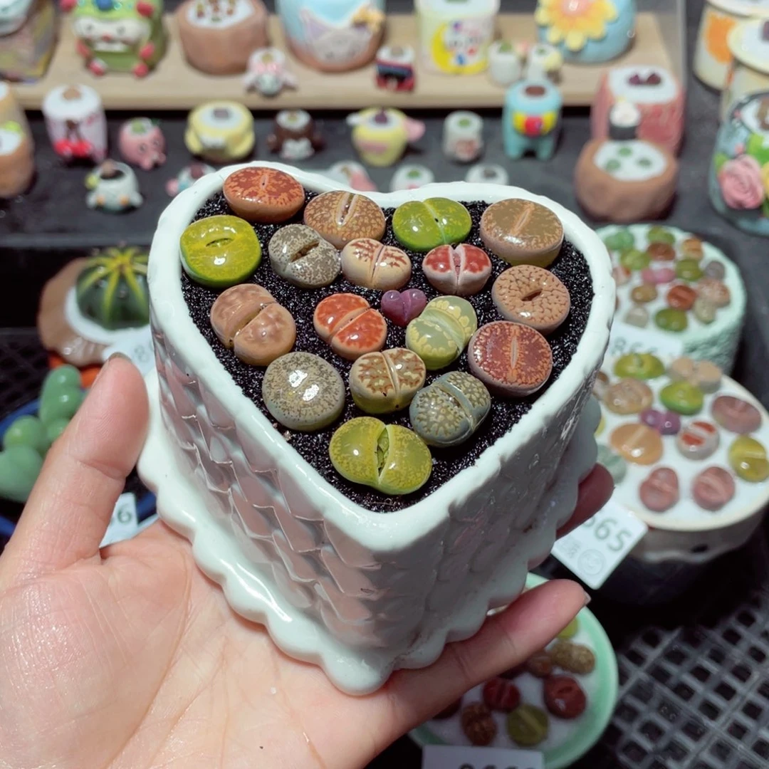 w8670 带盆土发货-零下地区拍保温箱