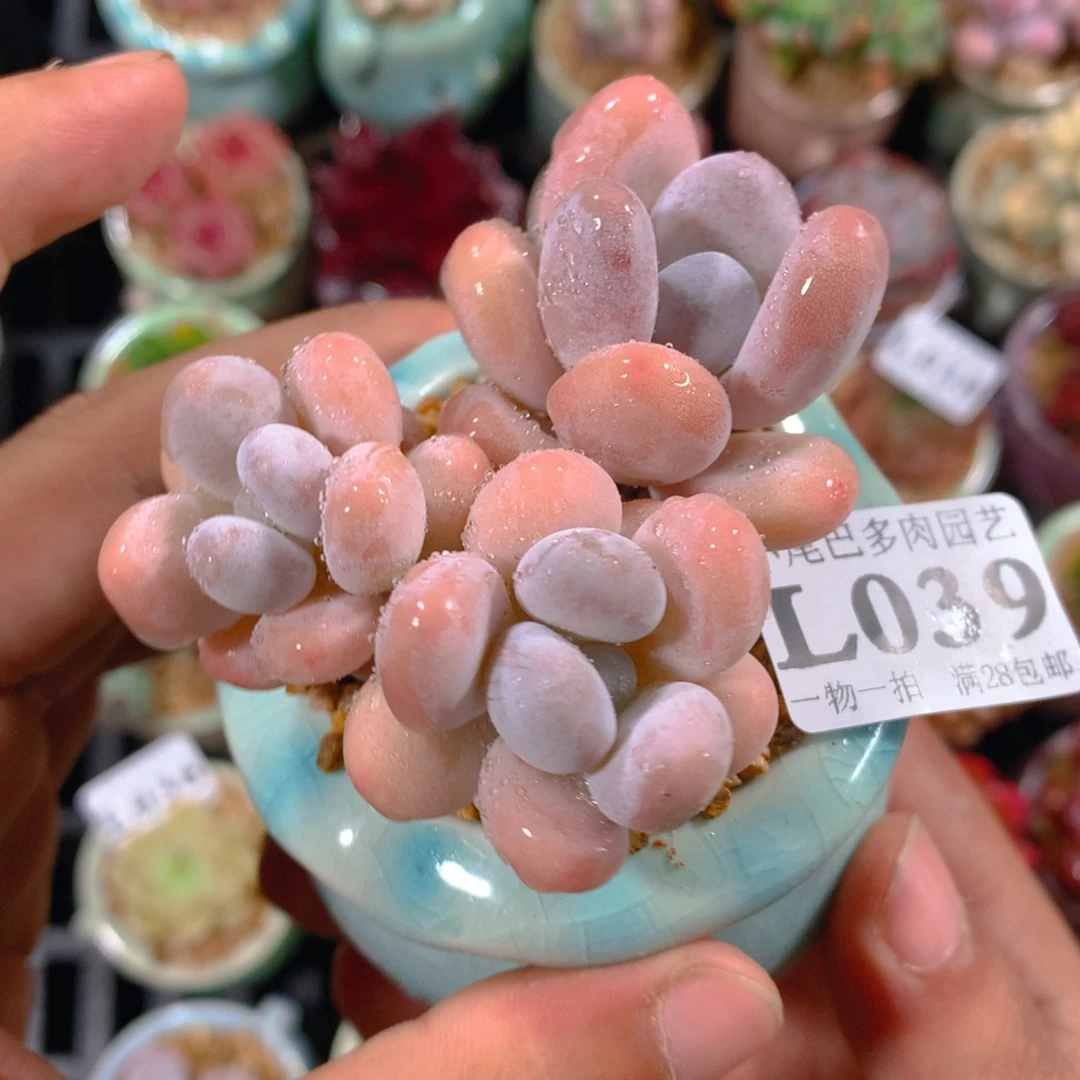 小尾巴5CM迷你拇指盆L039