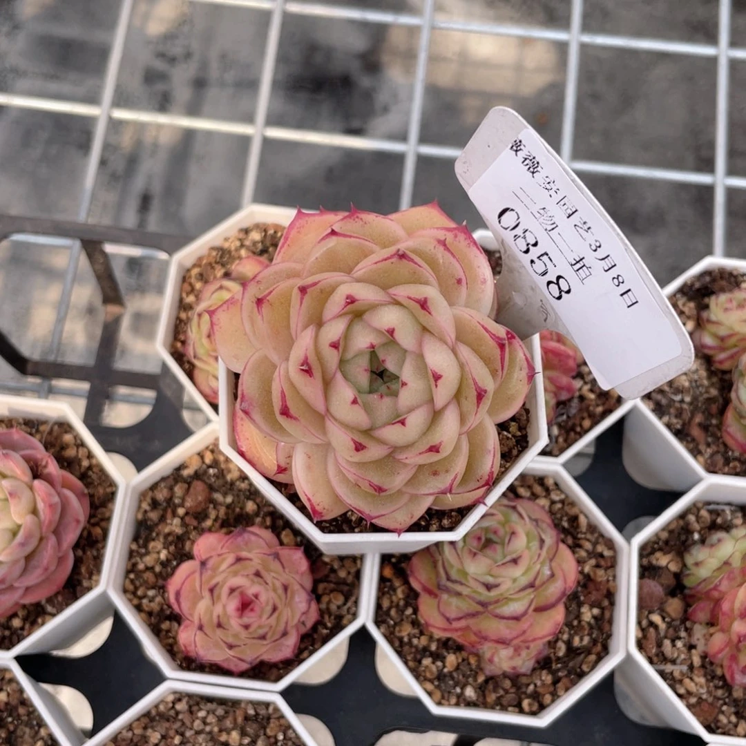 薇薇安园艺多肉0858