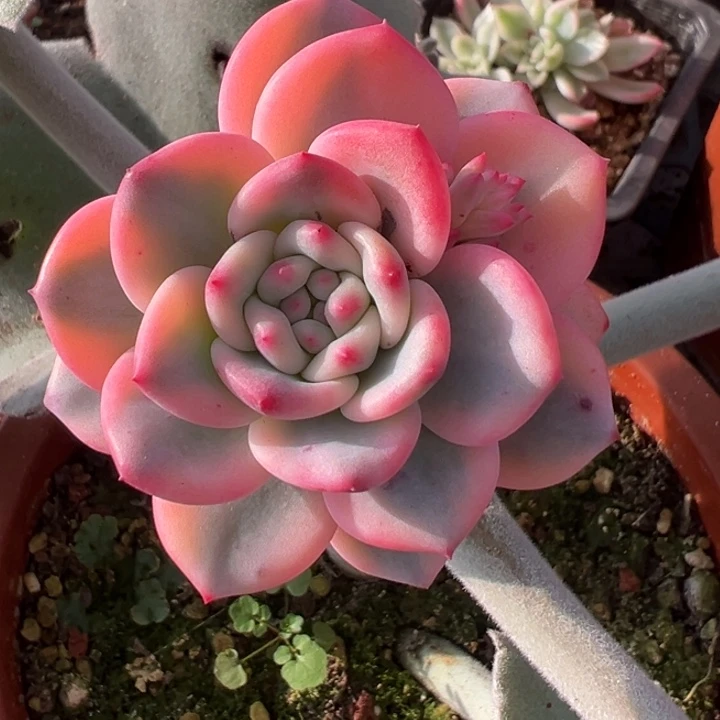 爱丽儿锦一物一拍福利