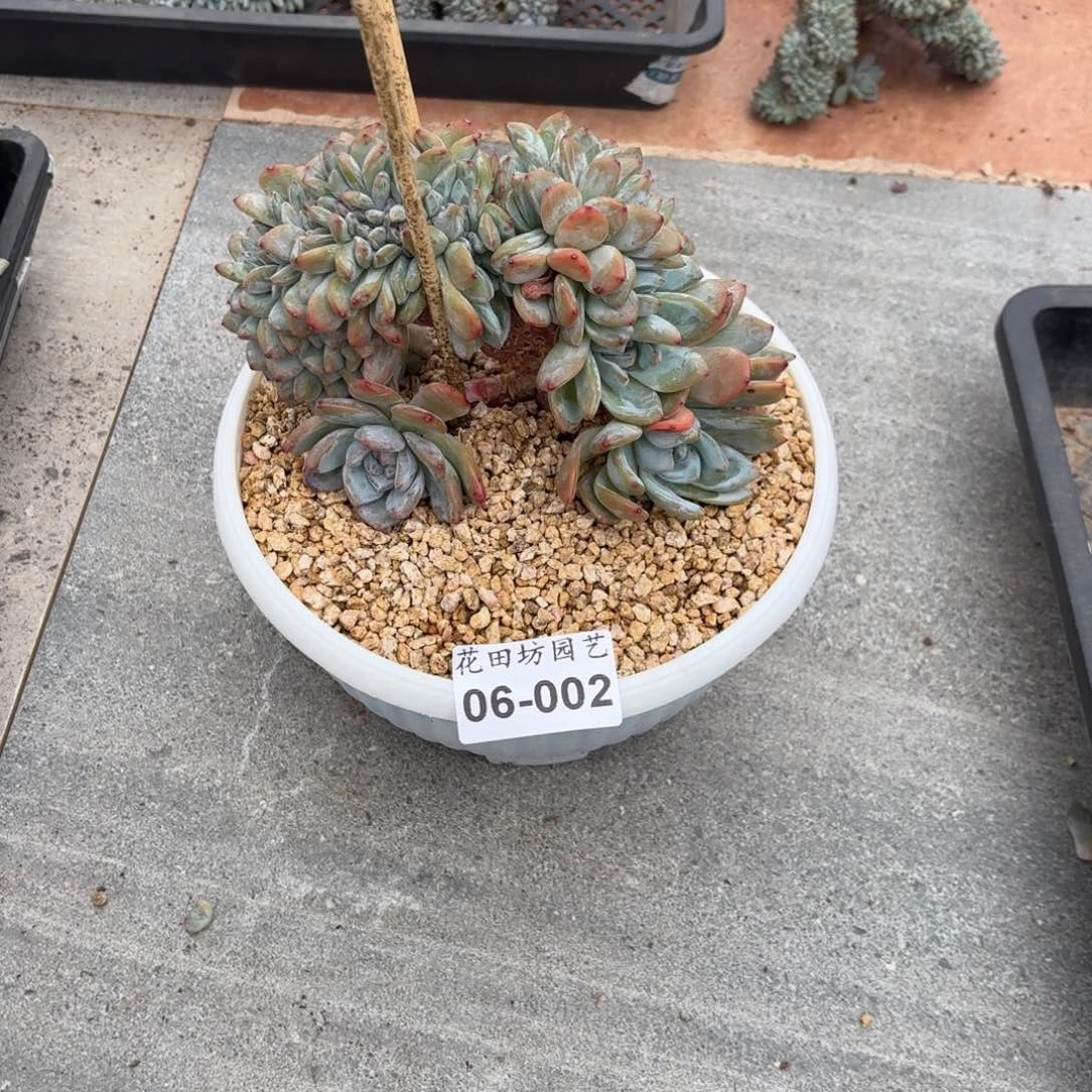 依*006.002石榴籽树缀微瑕