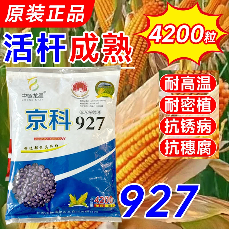 高产高抗玉米种子京科927农科院国审 稳产 抗锈病 穗腐 耐高温