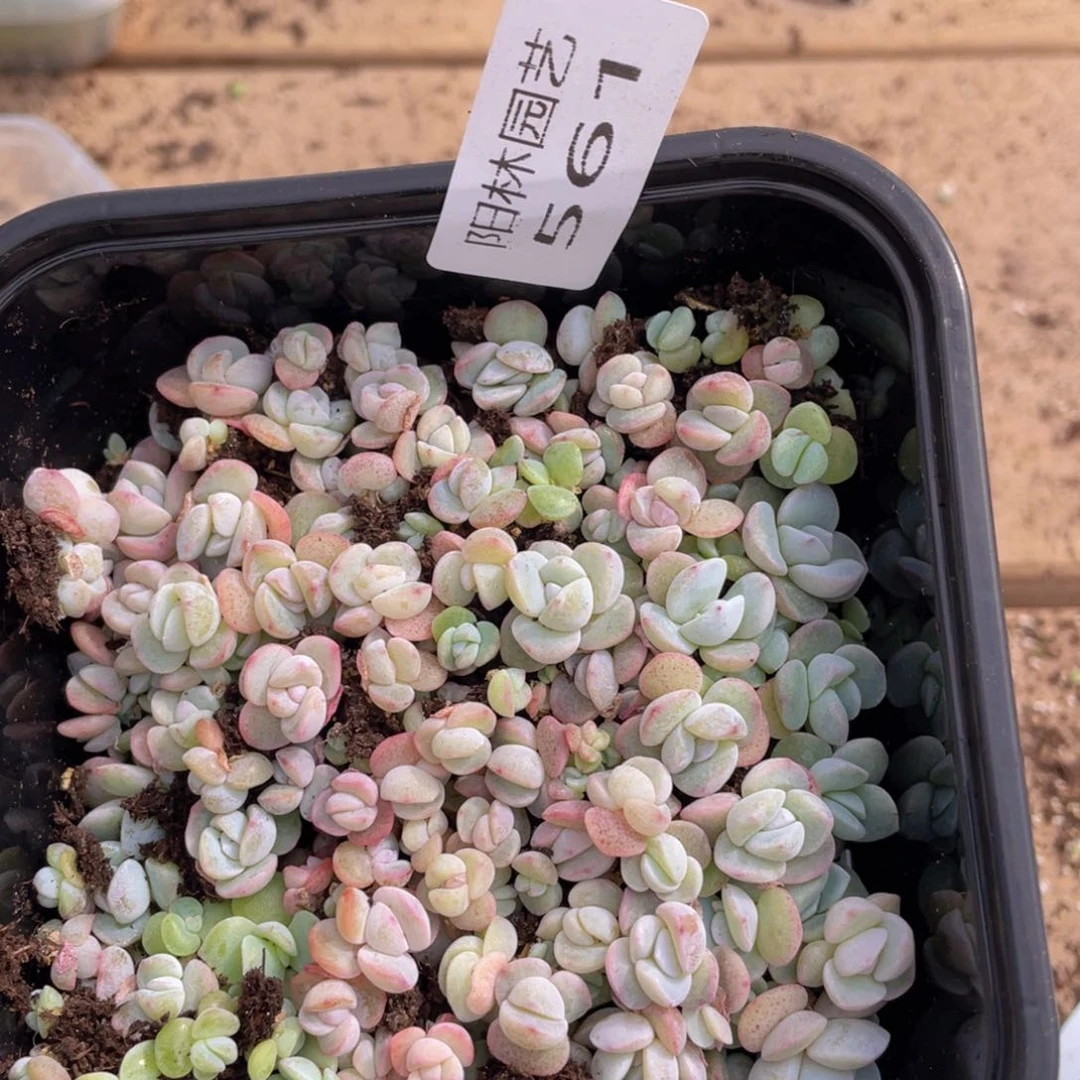 多肉植物多肉植物561