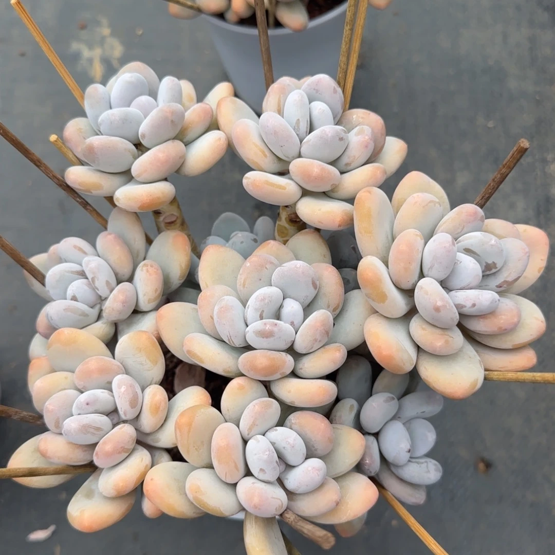 多肉植物一物一拍