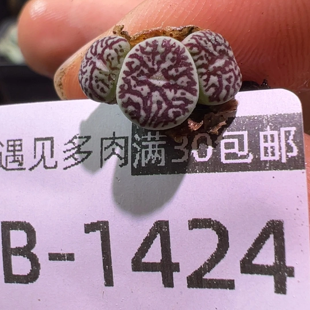 多肉植物1111111111111