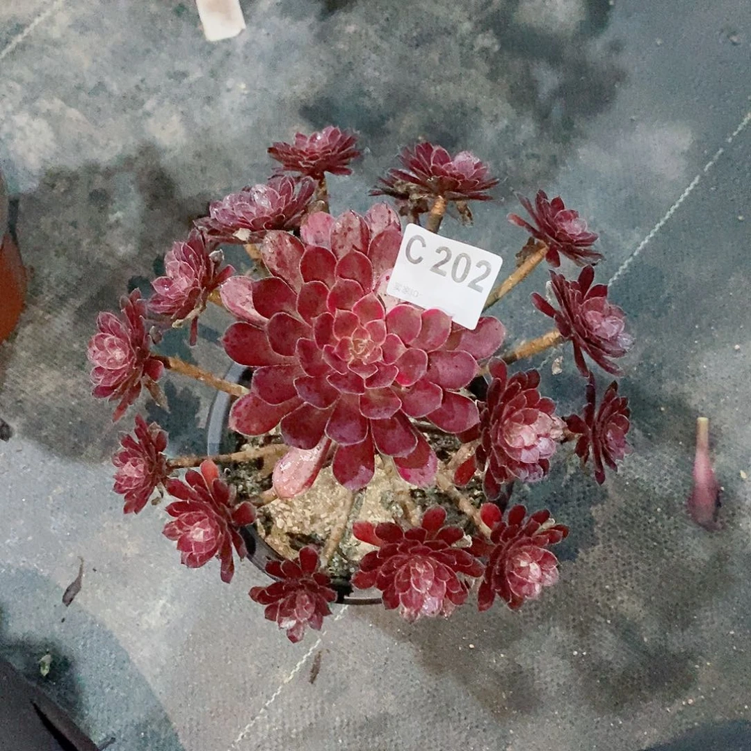 黑天鹅202多肉11111