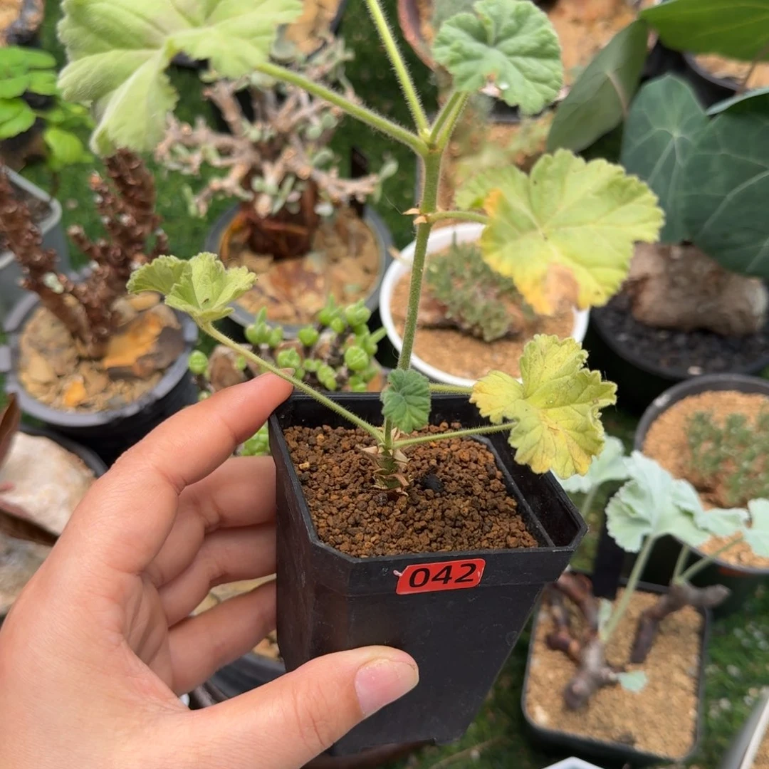 冰淇淋洋葵042仙人掌