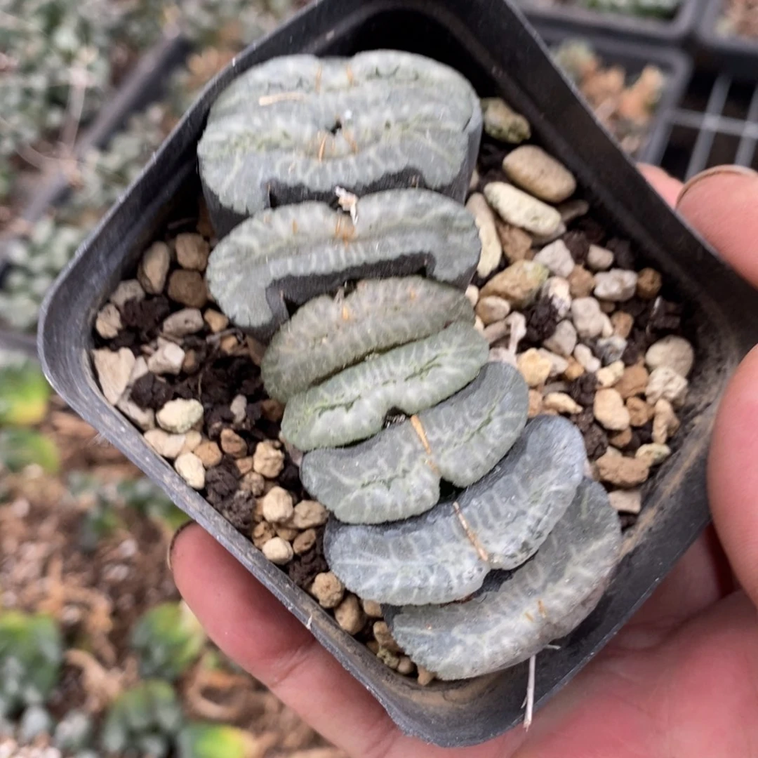 2769 一颗大玉扇 超级福利