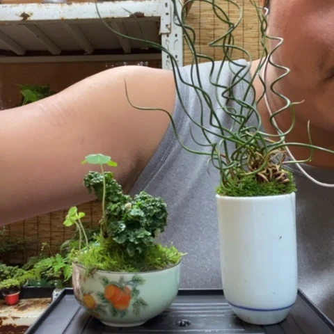 红陶一物一拍所见即所得37