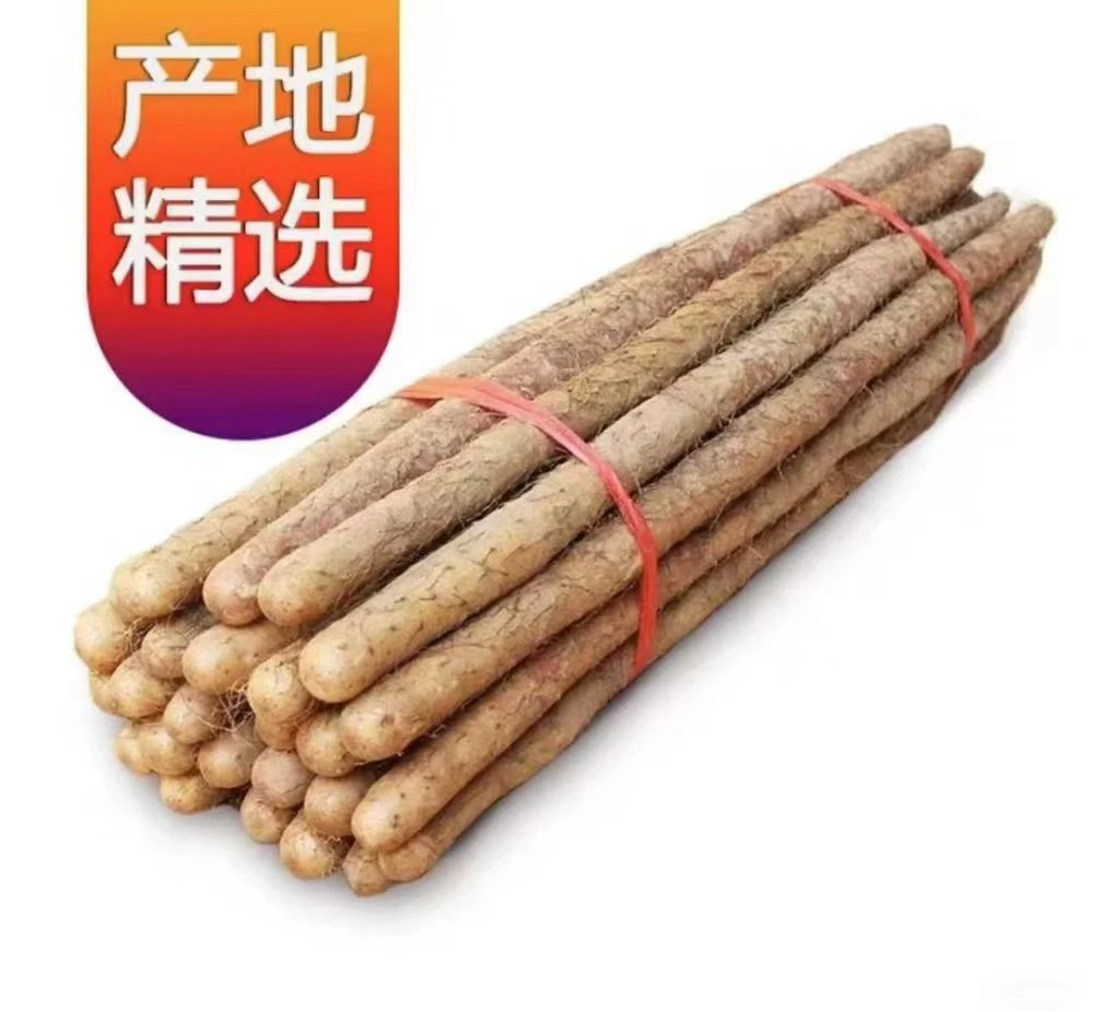 菏泽西施山药有才家乡山药面甜软糯新鲜采挖煲汤煮粥滋补健脾胃