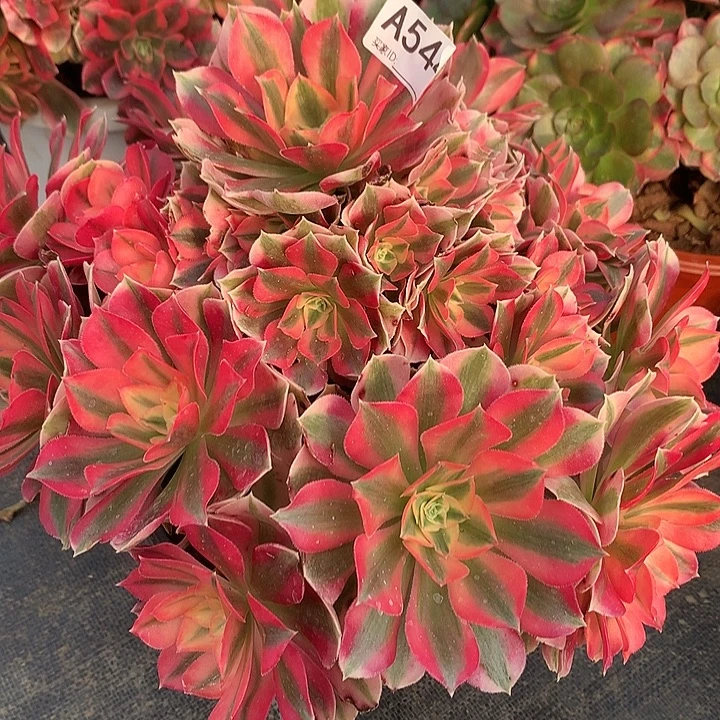 完全开放女巫法师图片植物