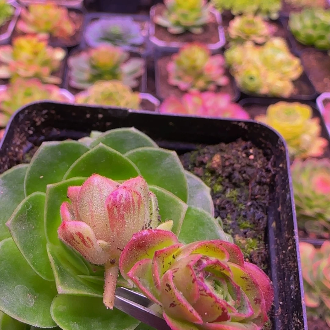 白送2134334383838383