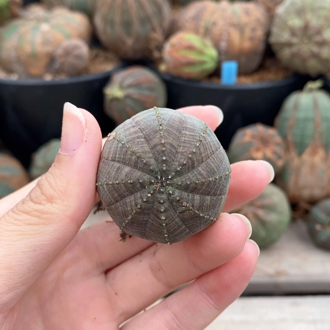 12布纹球侧芽仔一物一拍