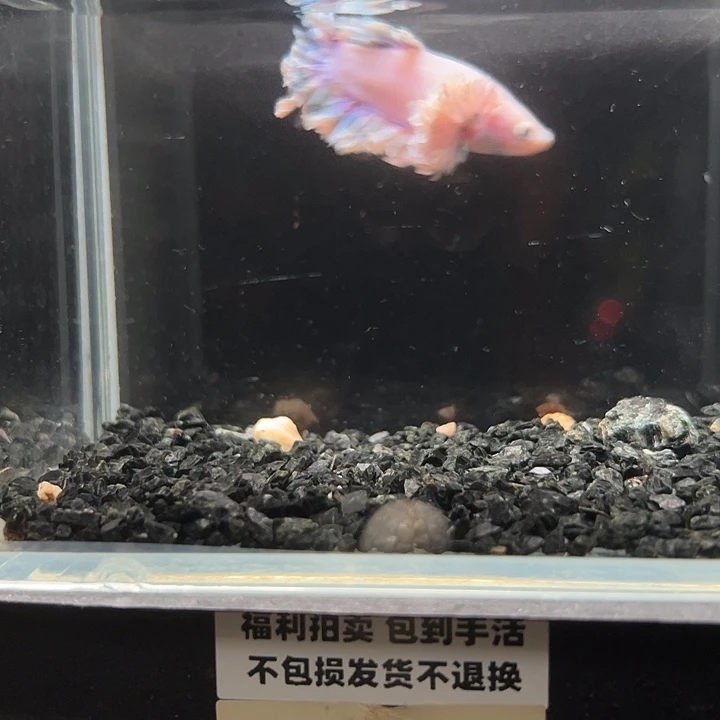 斗鱼竞拍跑单拉黑25日48